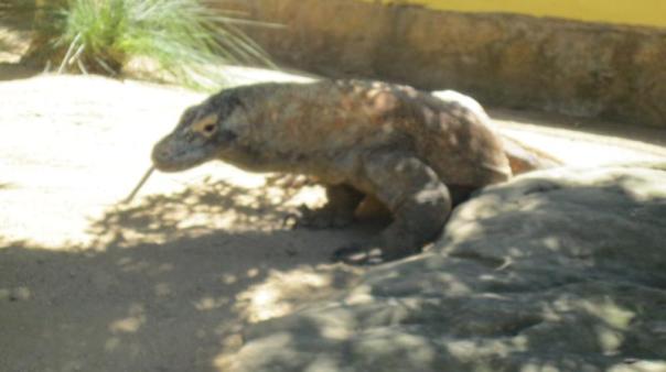 Dragon de Komodo, en el zoo de Sidney . 
